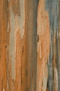 PORC. EUCAIRES 24,5X100 CAJA DE 2,20M2 VILLAGRES